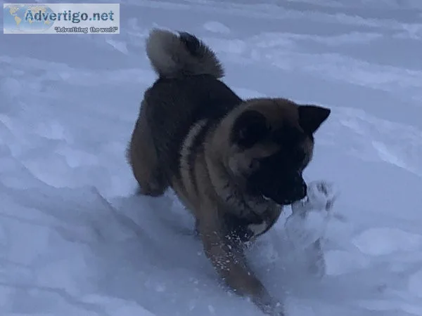 Akita&rsquos