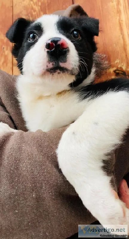 Border Collie Mix Pup