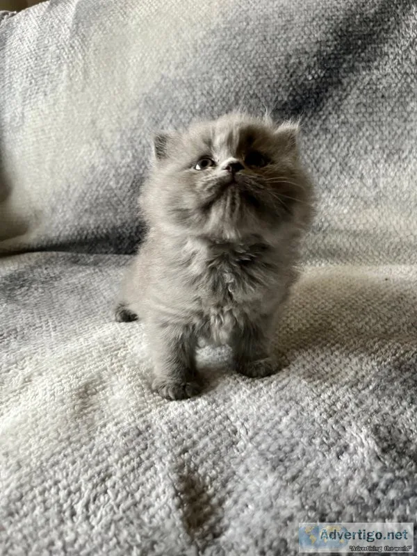 Persian - himalayan kittens super fluffy