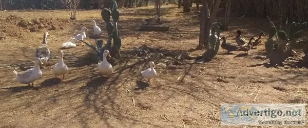 Farm Animals   Ducks Serama Roosters