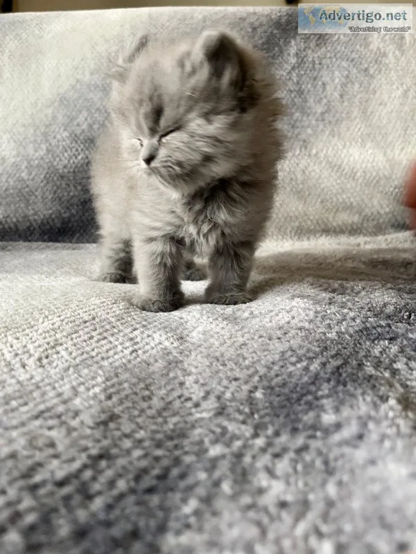 Persian - himalayan kittens super fluffy