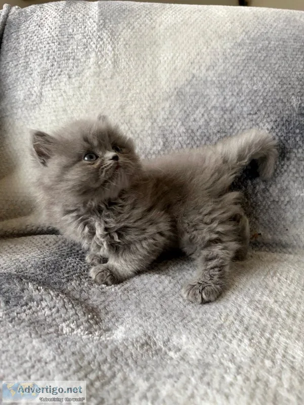Persian - himalayan kittens super fluffy
