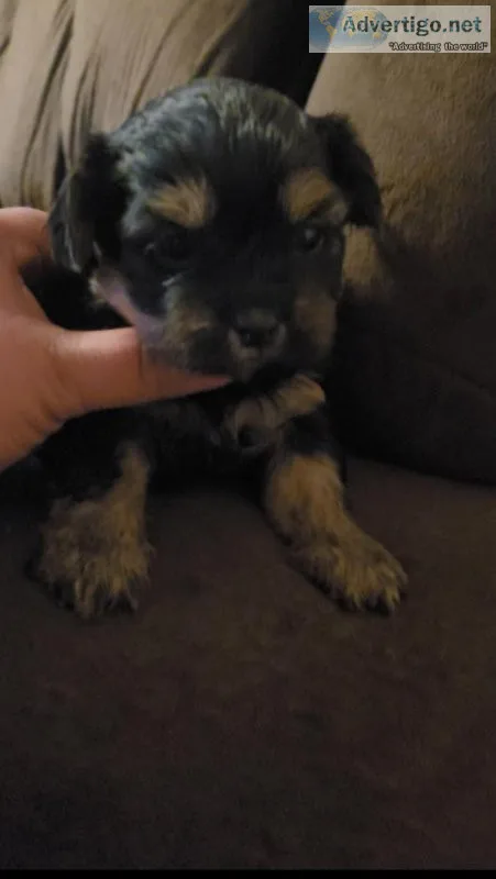 Shorkie puppies