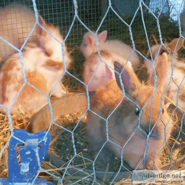 Rabbits