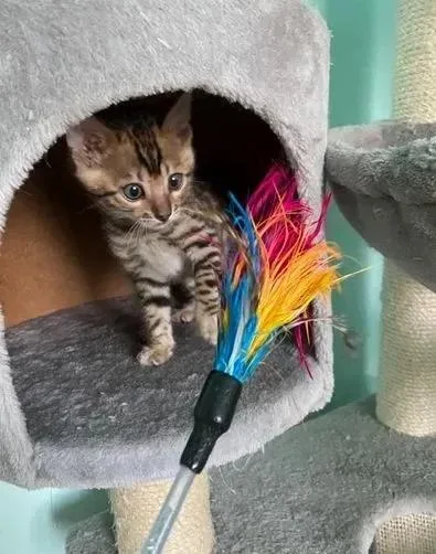 TICA Male and female Bengal Kittens CHIPPED