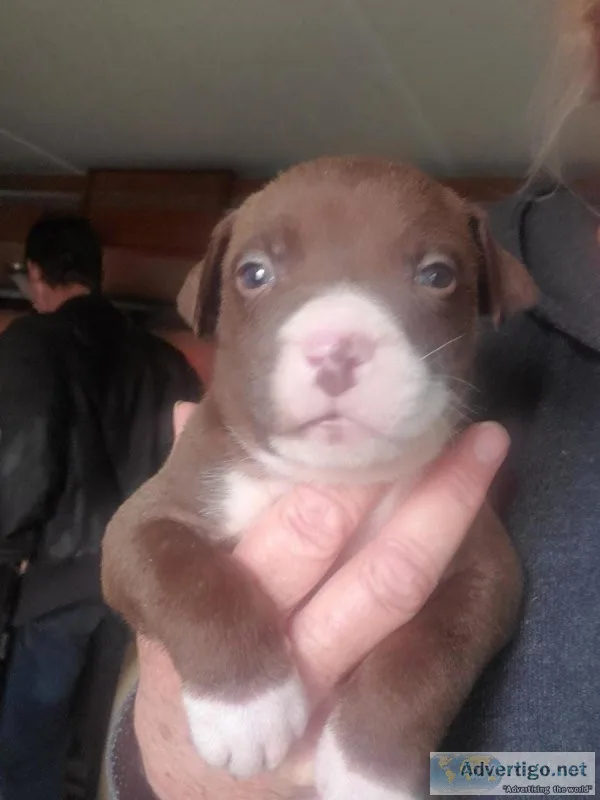 Blue nose pibull pups