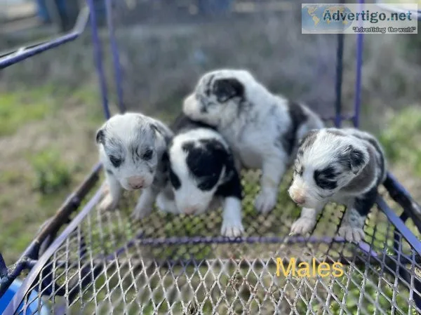 Border Collies