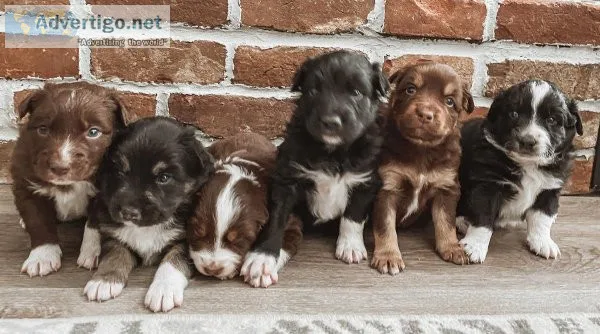 Aussiedoodle Puppies