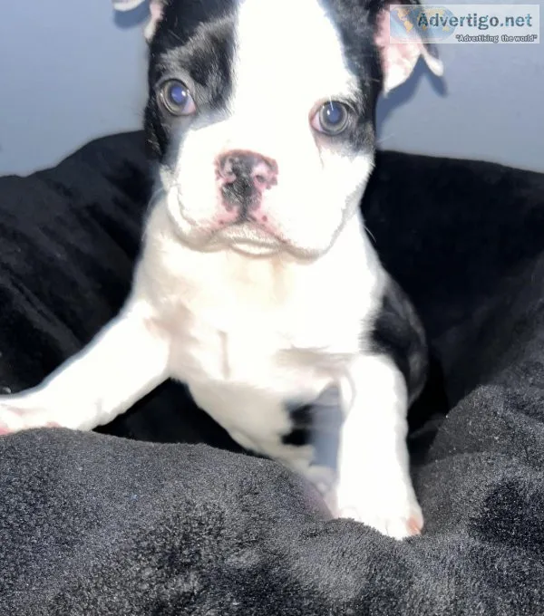 Boston Terrier