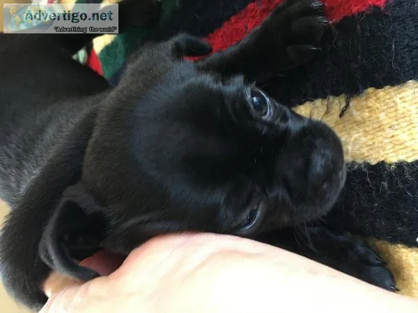Pug and Chipug puppies for sale