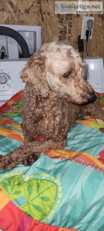 Female poodle