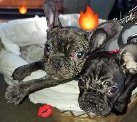 French bull dog for sell