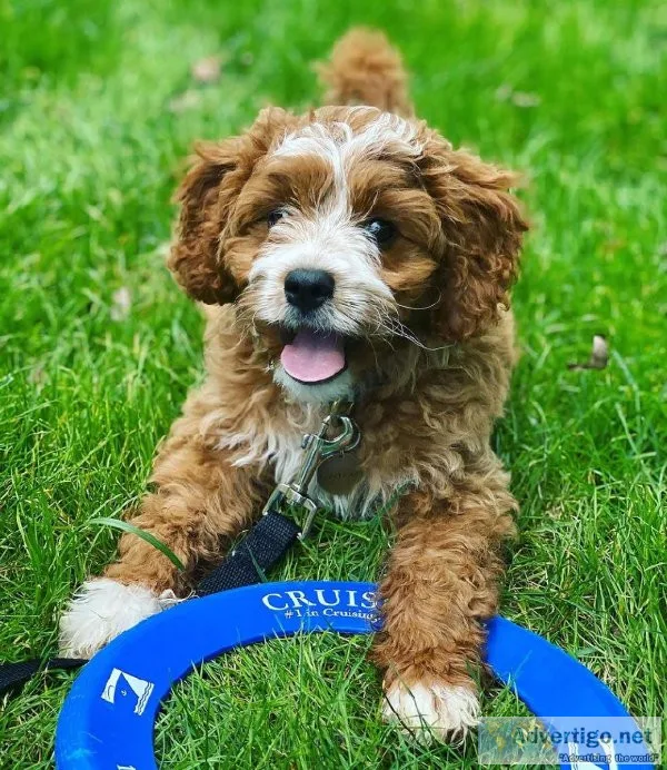 F1B Goldendoodle 10 weeks old.