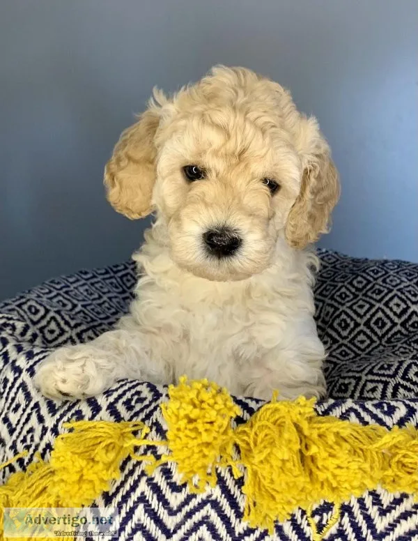 F1B Toy Goldendoodles