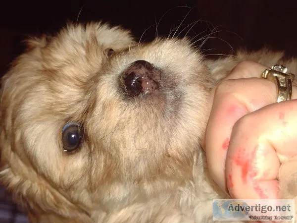 Chorkiepoo puppies