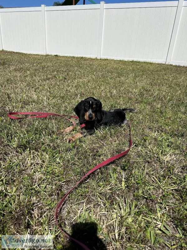 BLUETICK HOUND