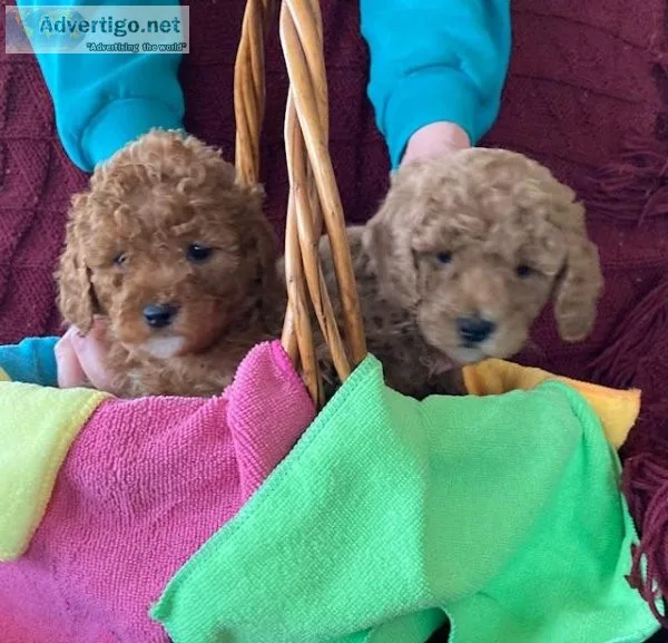 AKC Red Minature Poodles