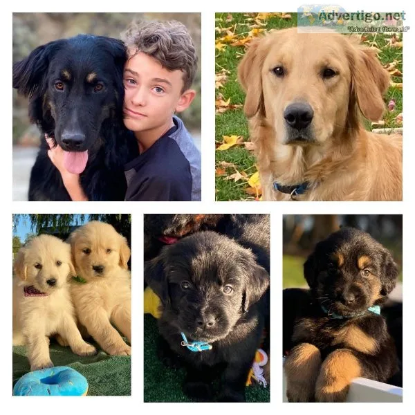 Adorable Golden Shepherd Puppies