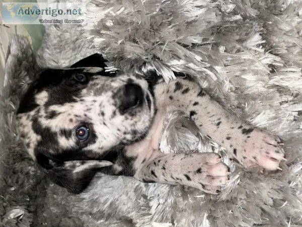 16 Great Dane Puppies for Sale