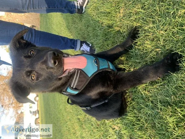 black German shepherd