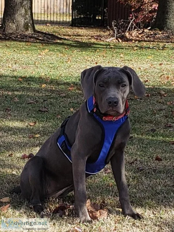 Blue male or female cane  Corso 9 months