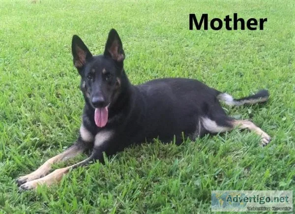 AKC Female German Shephed