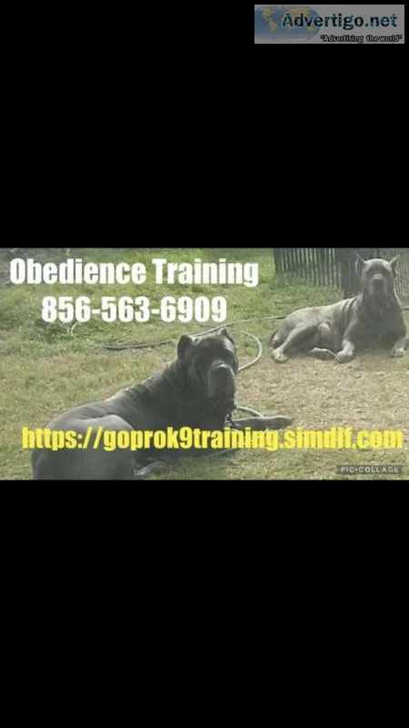 A puppy obedience program