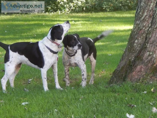 Two older female mixed breed dogs