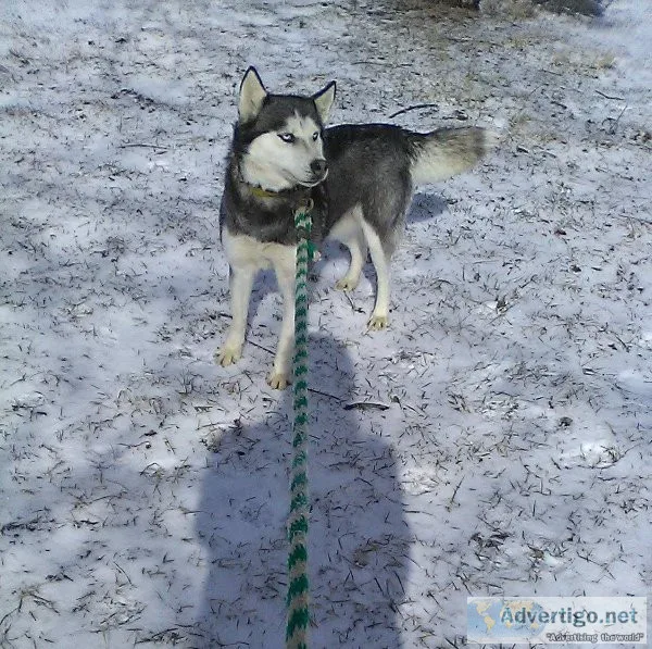 Twila- siberian husky