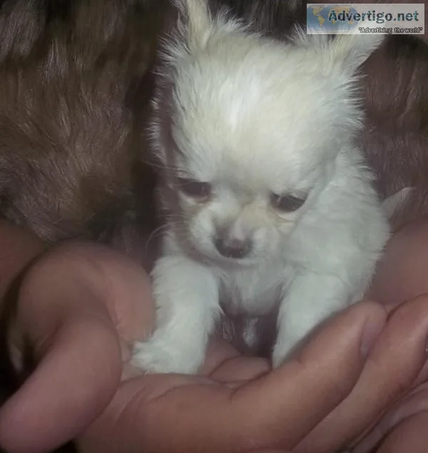 Long Coat Female Chihuahua AKC