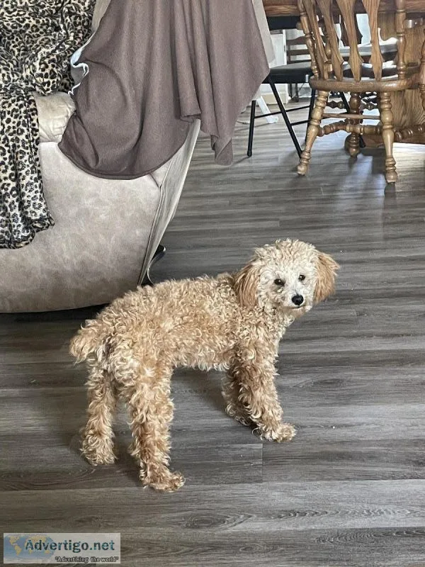 Toy male poodle