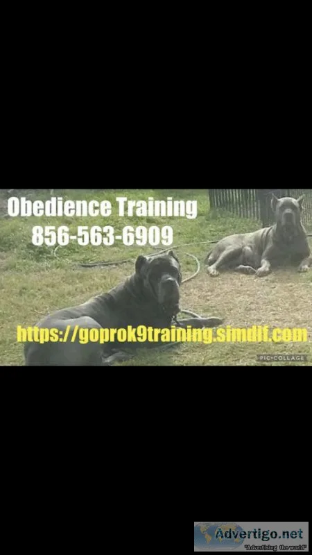 A puppy obedience program