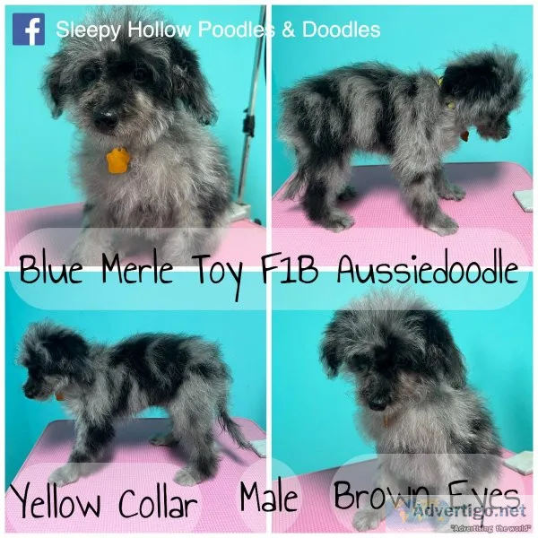 Toy Aussiedoodle