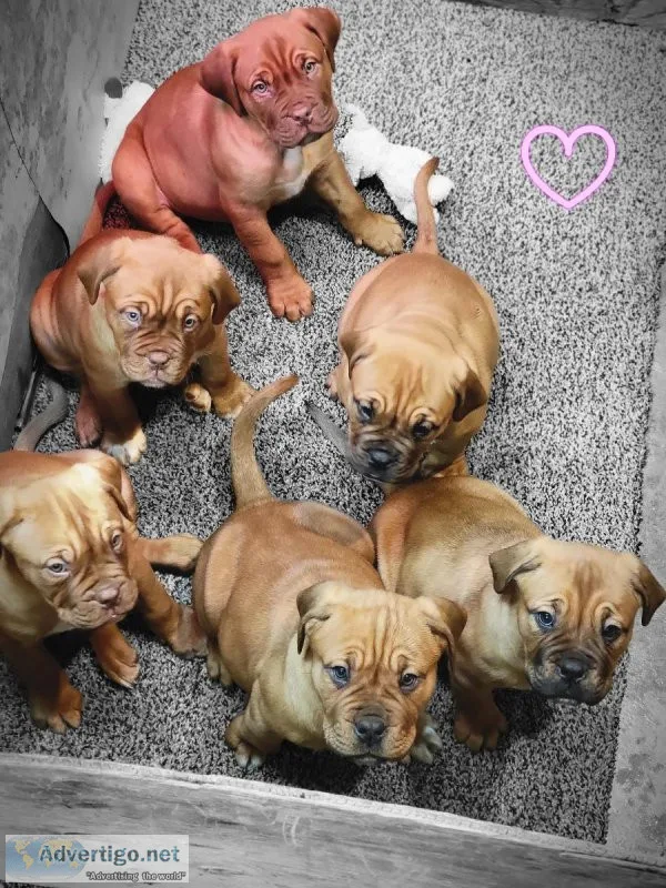 34 French Mastiff Puppies