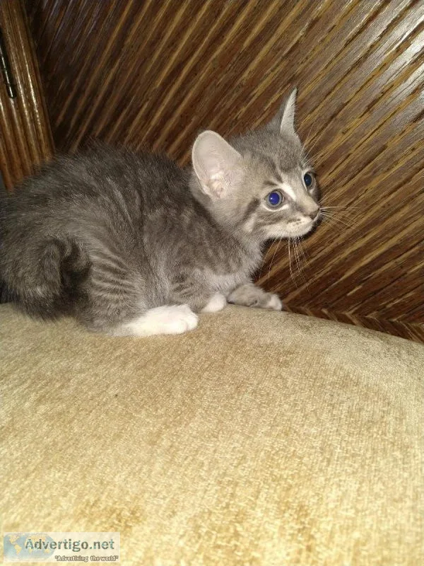 Free kitten