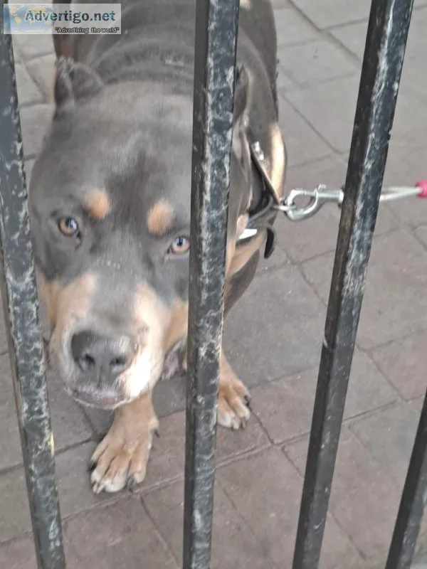 Nice Dog
