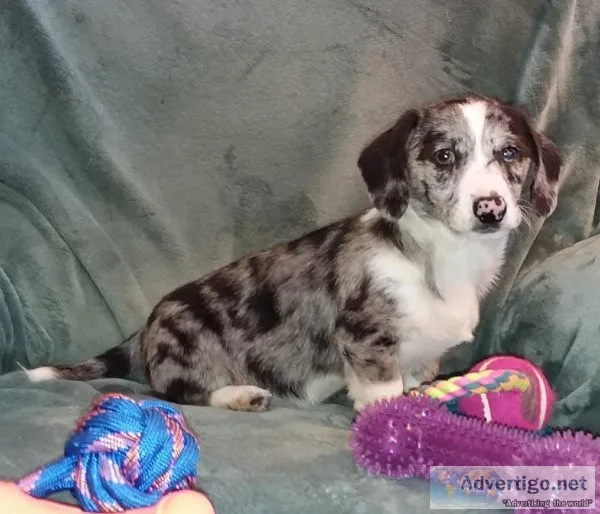 Dorgi Male Puppy
