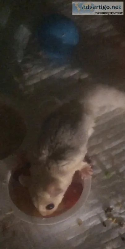 Mosaic male sugar glider baby