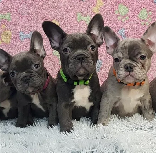 Frenchies available right now