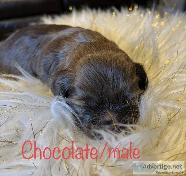 Full Blooded Liver Shih TzuPups