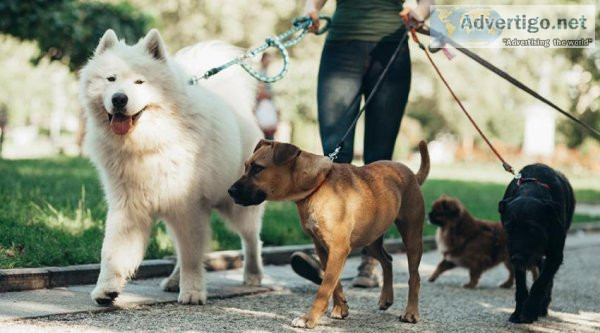 Chicago Dog Walker Services  Sparky Steps