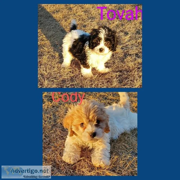 Cavachon