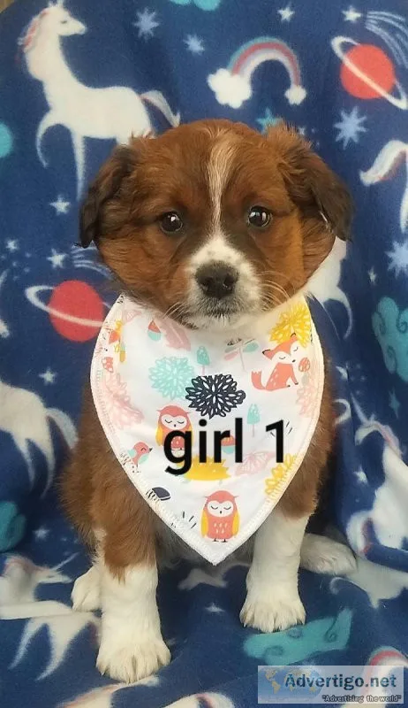 Jack Russell mix puppies