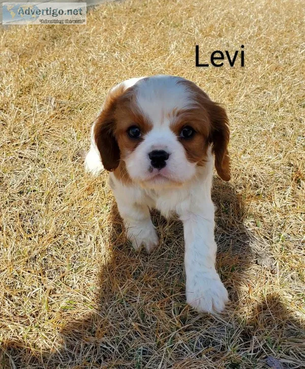 Purebred Cavalier King Charles Spaniel