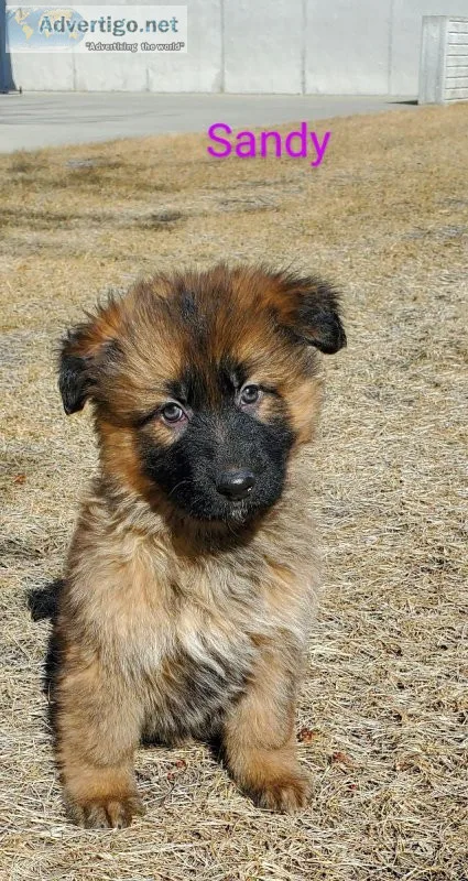 Purebred German Shepherd puppies