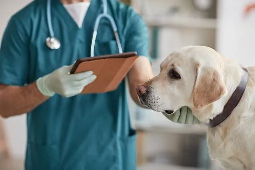 Vet in Oxford MS