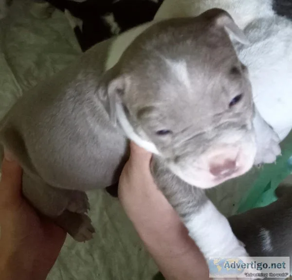 Bully Pups