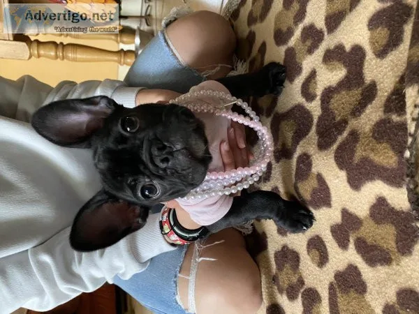 Frenchie for sale