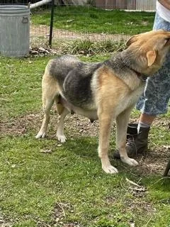 Purebred German Shepherd Puppies