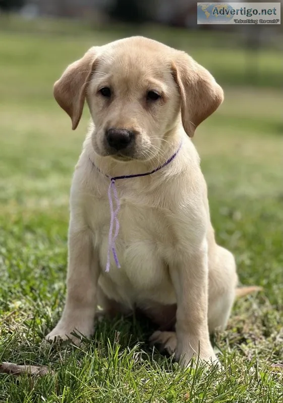 AKC Labrador Retriever